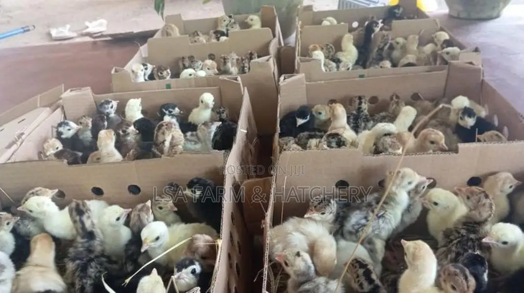 දවසේ ගම් කිකිළි පැටවුන්