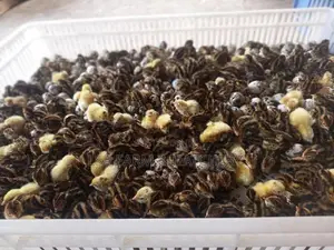 දවසේ ගම් කිකිළි පැටවුන්