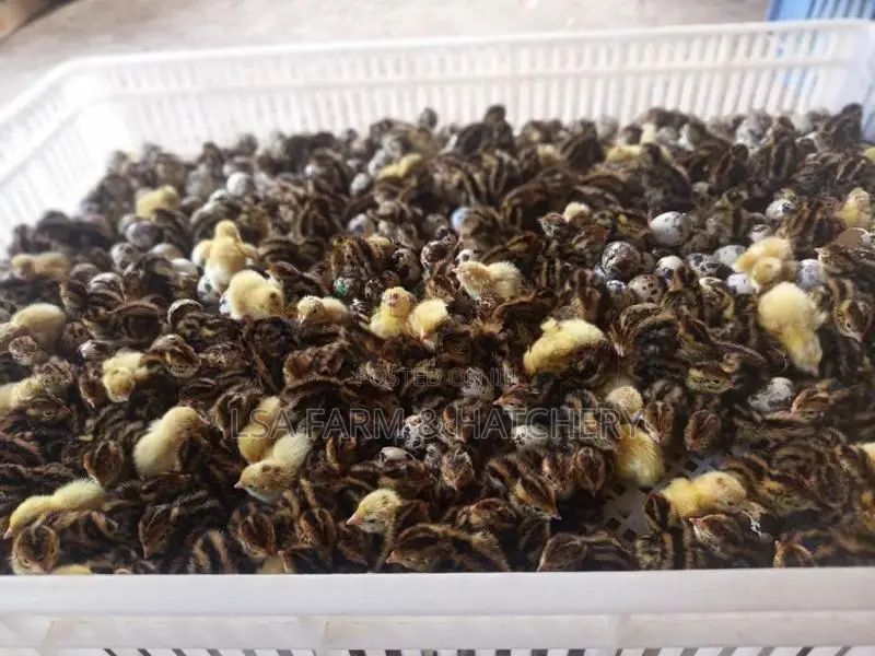 දවසේ ගම් කිකිළි පැටවුන්