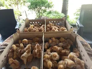 රතු කිකිළි පැටවුන්,,(R.I.R)
