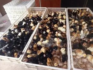 තෝරපු කිකිළි පැටවුන්.