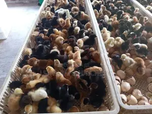 තෝරපු කිකිළි පැටවුන්.