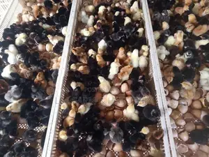 තෝරපු කිකිළි පැටවුන්.
