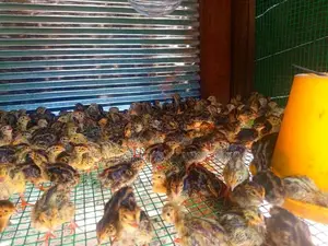 සතියක් ගිය වටු පැටවුන්.