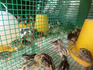 සතියක් ගිය වටු පැටවුන්.