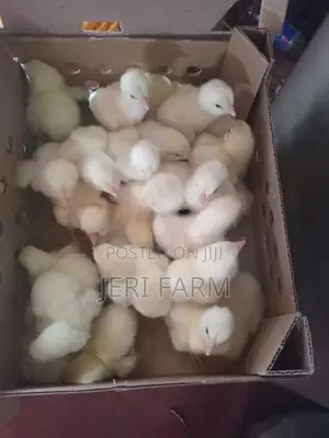 Broiler Chick