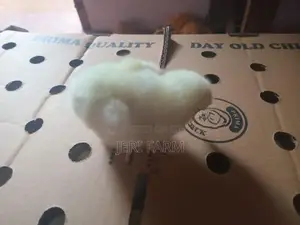 Broiler Chick