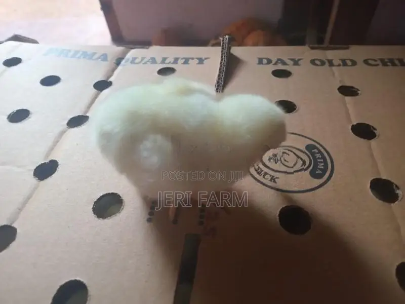 Broiler Chick