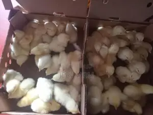 Broiler Chick
