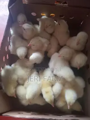 Broiler Chick