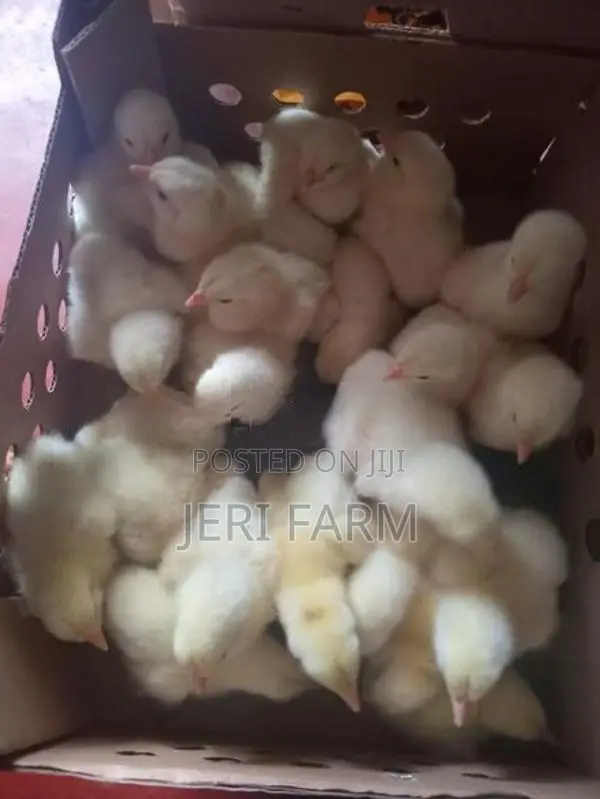 Broiler Chick