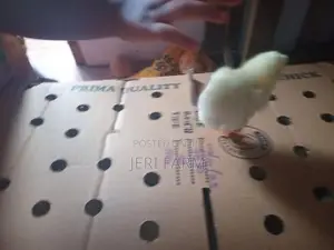 Broiler Chick