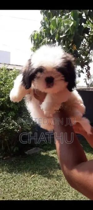 Shih Tzu Puppy