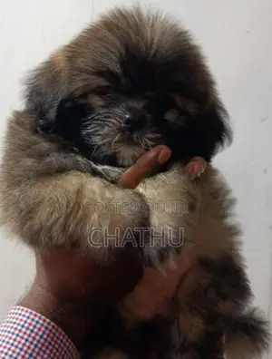 Shih Tzu Puppies