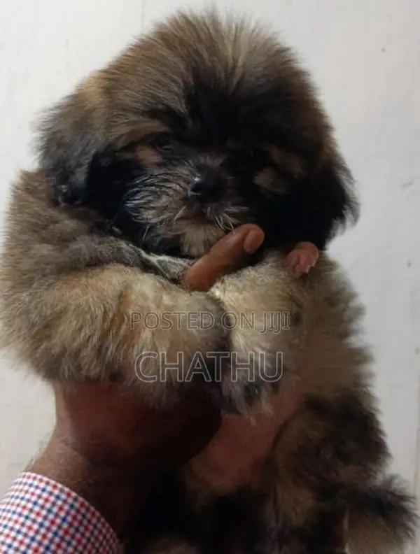 Shih Tzu Puppies