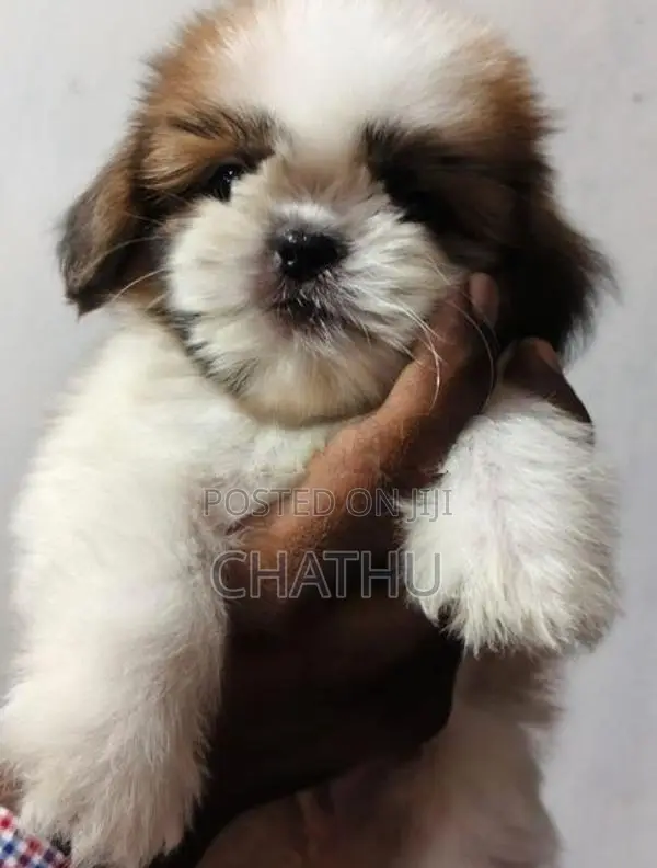 Shih Tzu Puppies