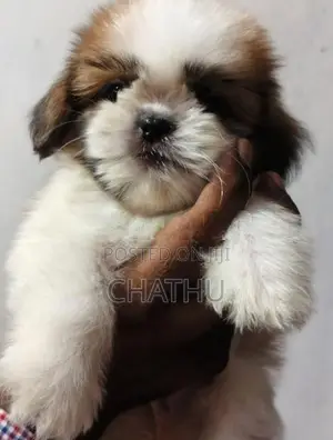 Shih tzu Puppies