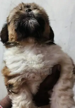 Shih Tzu Puppies