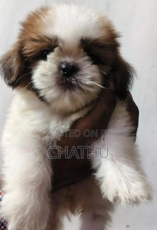 Shih tzu Puppies