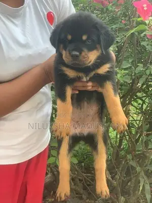Rottweiler Puppy