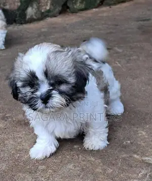SHIH -TZU