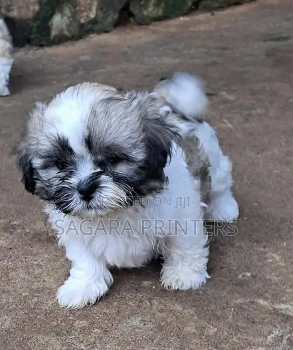 SHIH -TZU