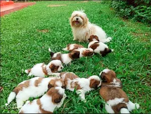 Shih Tzu Puppies