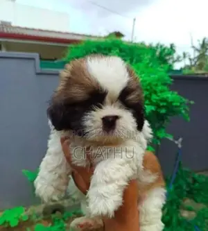 Shih Tzu Puppies