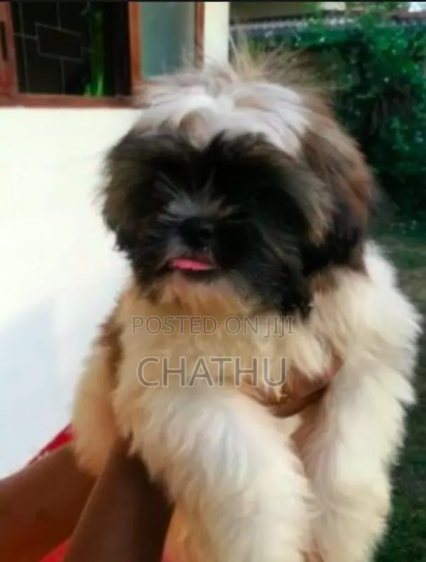 Shih Tzu Puppies