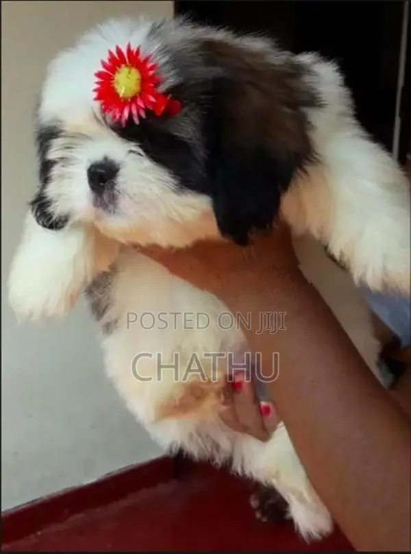 Shih Tzu Puppies