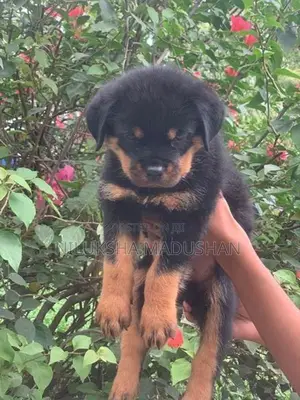 Rottweiler Puppy