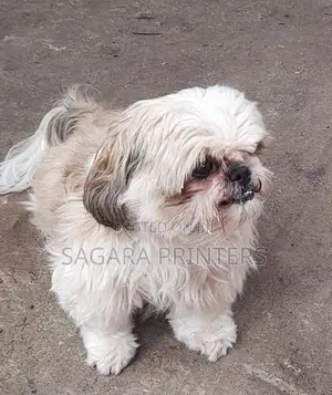 SHIH -TZU