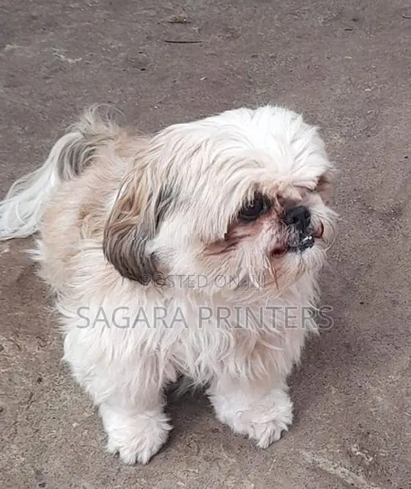 SHIH -TZU
