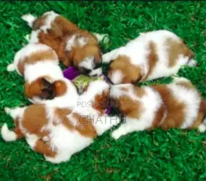 Shih Tzu Puppies