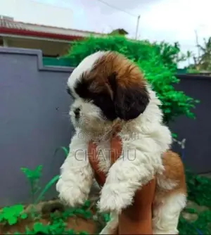 Shih Tzu Puppies