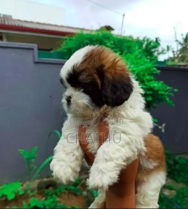 Shih Tzu Puppies