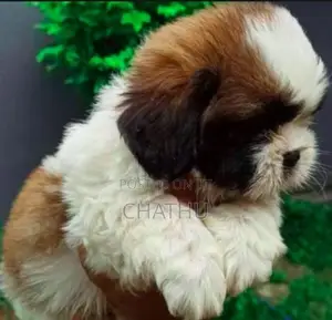 Shih Tzu Puppies