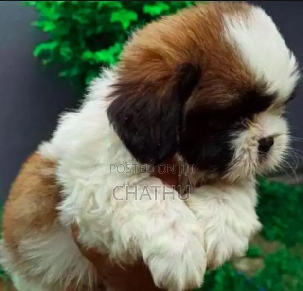Shih Tzu Puppies