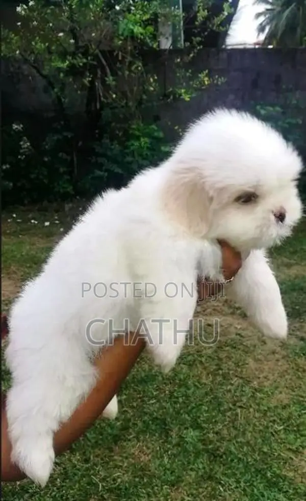 Shih Tzu Puppies