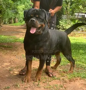 Rottweiler Puppy