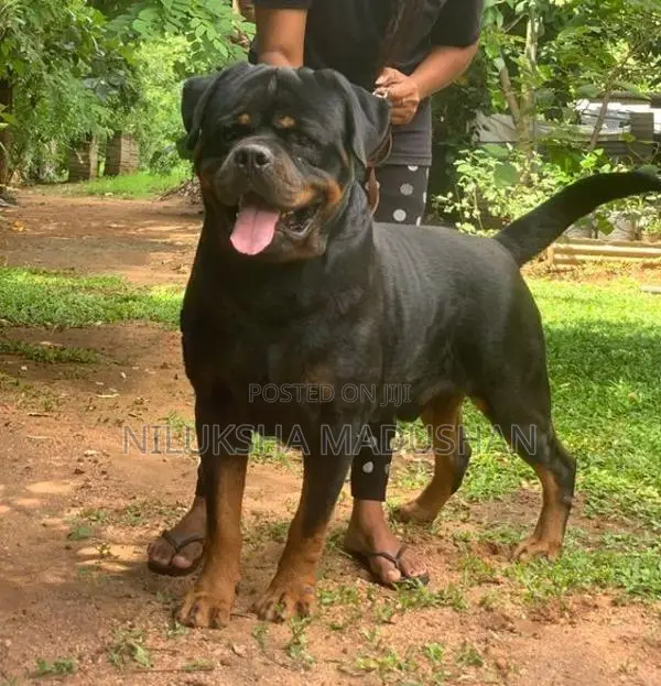 Rottweiler Puppy