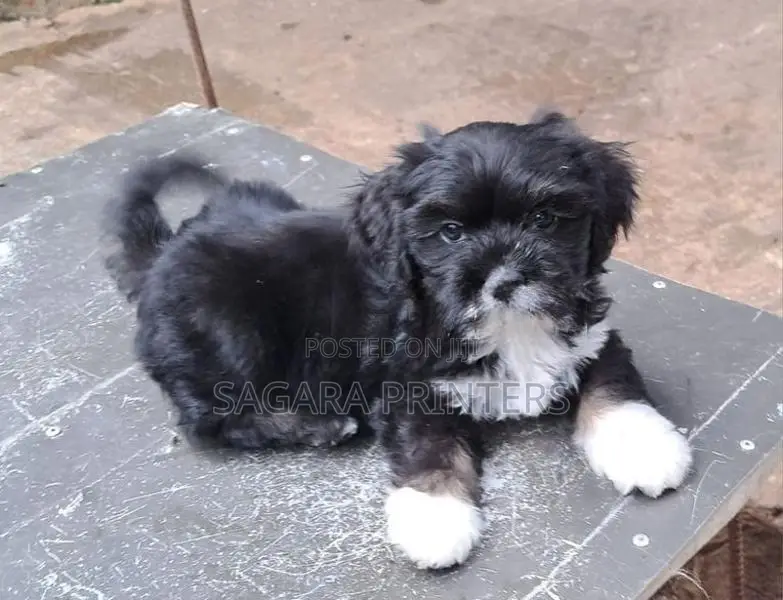 SHIH -TZU