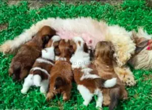 Shih Tzu Puppies