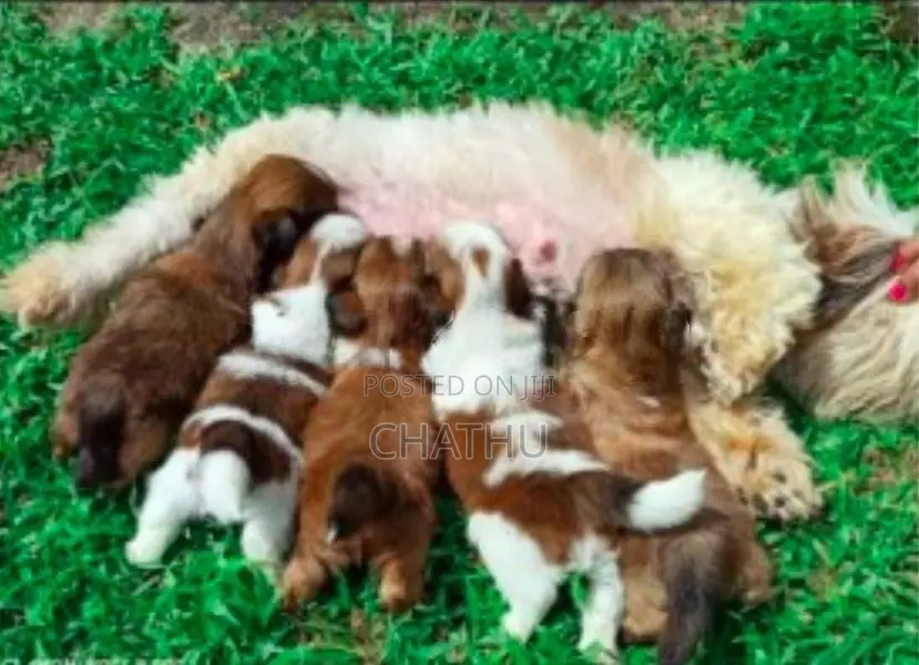 Shih Tzu Puppies