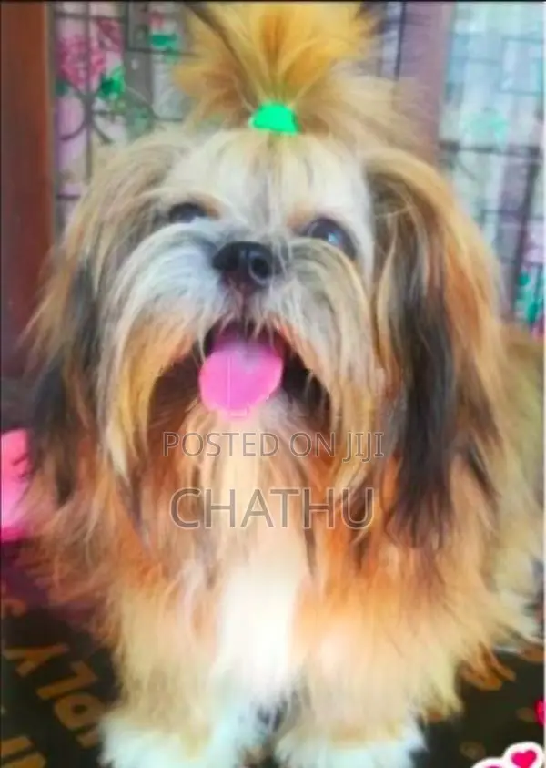 Shih Tzu Puppies
