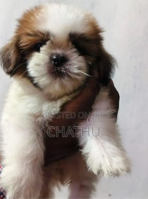 Shih Tzu Puppies