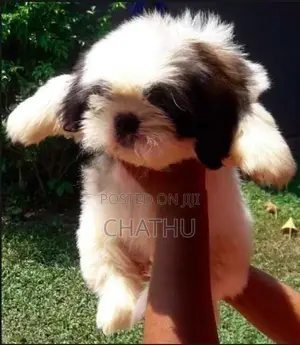 Shih Tzu Puppies