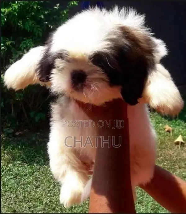 Shih Tzu Puppies