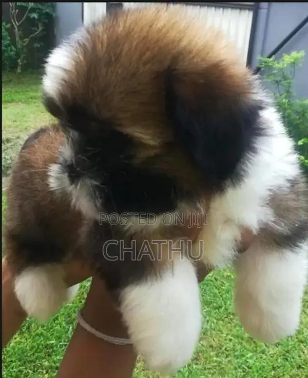 Shih Tzu Puppies