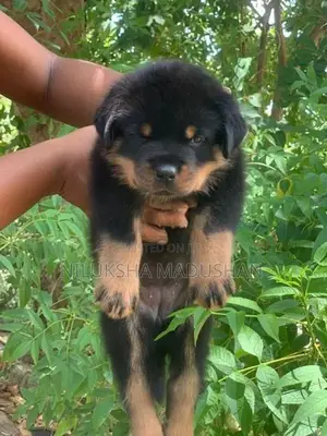 Rottweiler Puppy